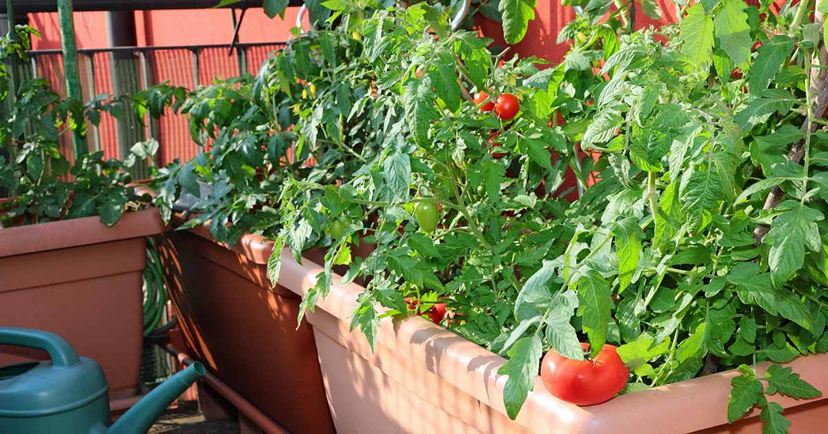 How to Grow Tomatoes in Containers | Gardener's Path