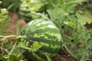 A close up of a ripe watermelon growing in the garden, almost ready to harvest, with dark green, mottled skin.