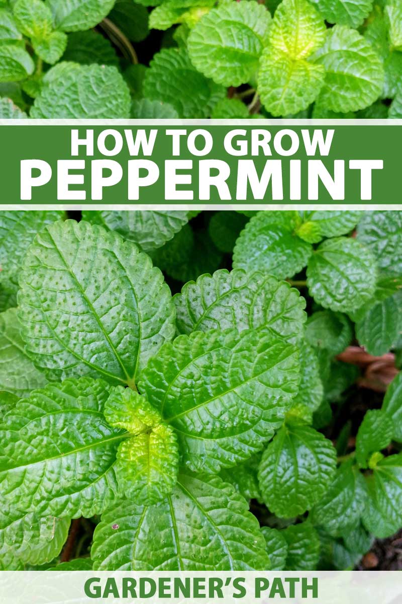 How to take care of peppermint plants outside