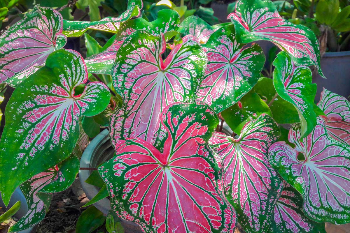 A close up horizontal image of green, pink, and white tricolor leaves of a caladium growing in a container, pictured in light filtered sunshine.