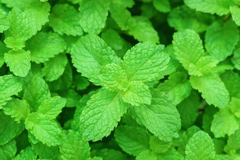 A close up, top down picture of Mentha x piperita growing in the garden, with bright green leaves on a soft focus background.