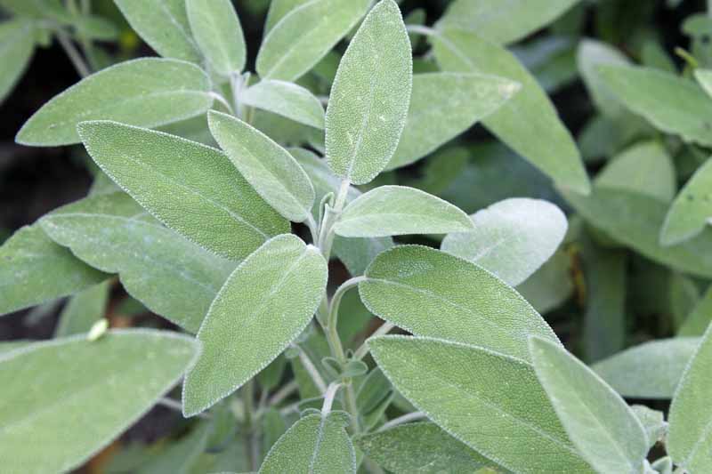 A close up of the foliage of Salvia officinalis growing in the garden, pictured on a soft focus background.