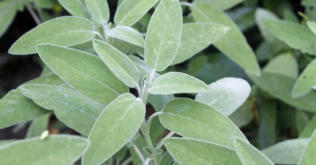 Grow Common Sage A Mediterranean Culinary Staple Gardener S Path,How To Make A Rag Quilt