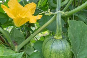 A close up of a small pumpkin just starting to develop, pictured amongst vines and foliage, with a large orange male flower in the background.