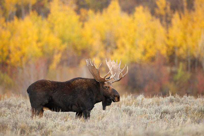 A large bull elk in the autumn landscape with large antlers and trees in soft focus in the background.