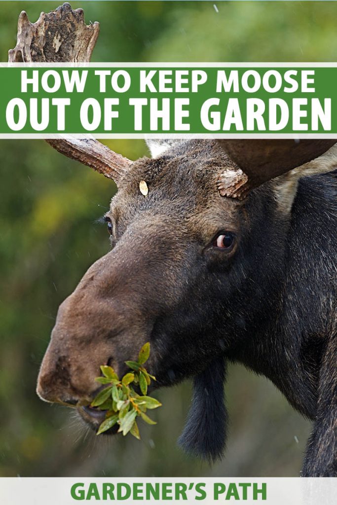 A close up vertical image of the face of a large moose eating from the garden. To the top and bottom of the frame is green and white printed text.