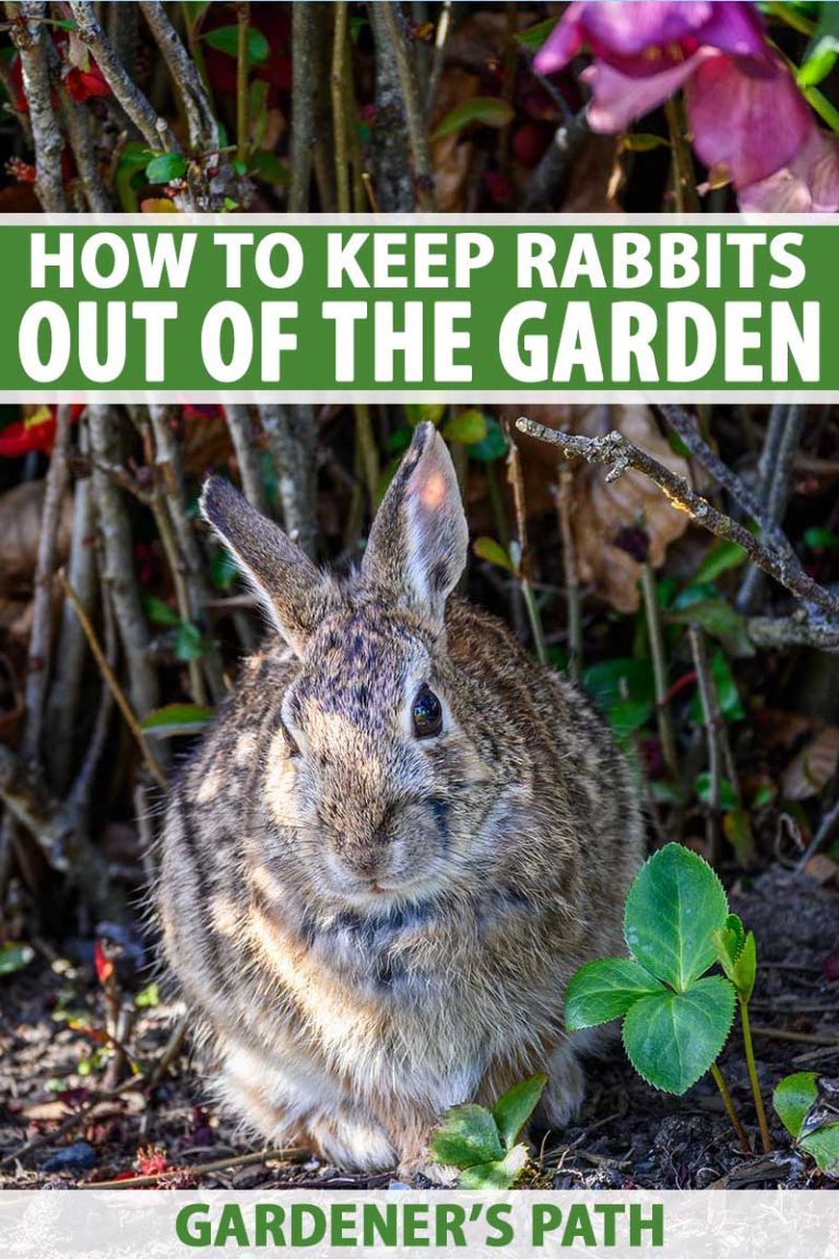 find the rabbit solution