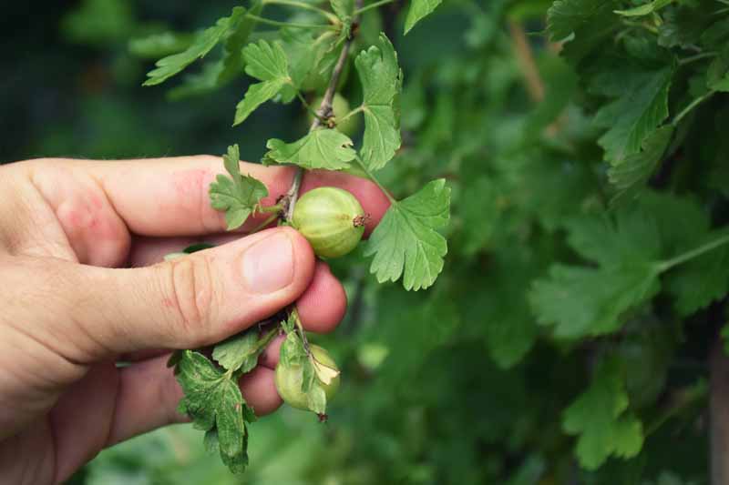 A hand from the left of the frame picking a small, unripe, green gooseberry from the shrub, pictured on a soft focus background.