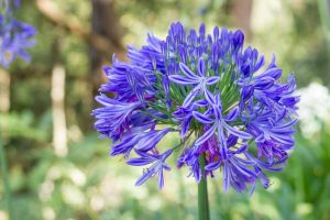 A close up of a bright blue agapanthus flower in full bloom, pictured in light filtered sunshine on a soft focus background.