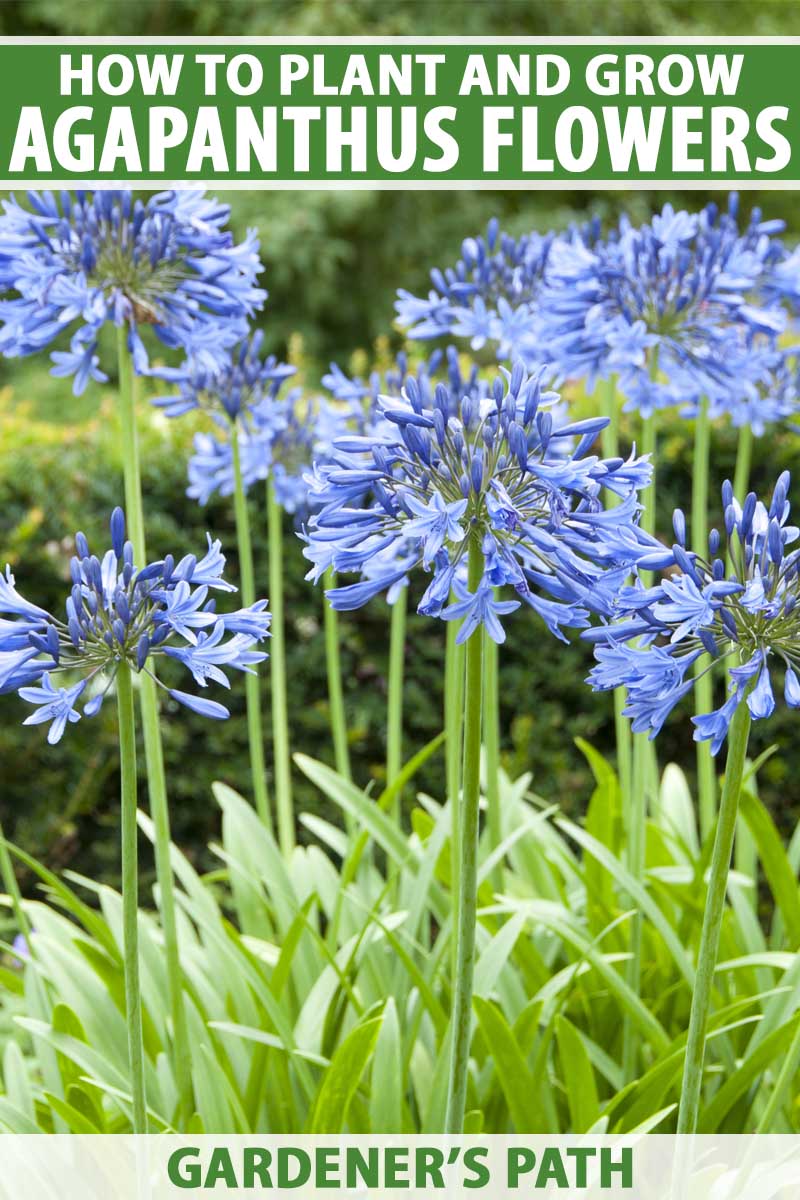 A vertical close up picture of bright blue agapanthus flowers growing in the garden, pictured on a soft focus background. To the top and bottom of the frame is green and white printed text.
