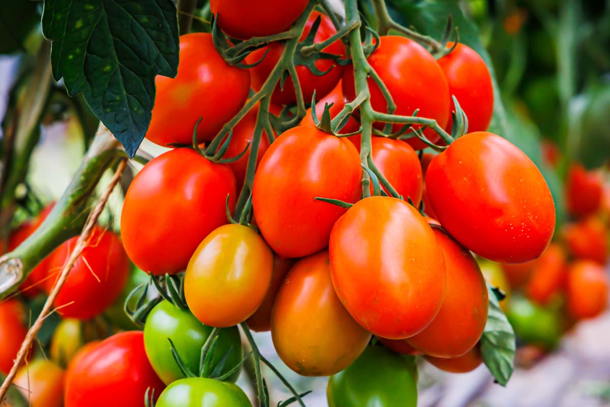 A cluster of roma tomatoes growing on the vine.