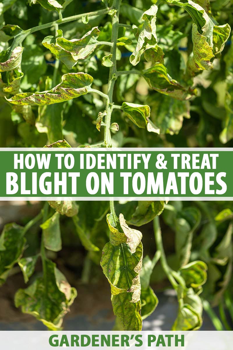 A close up of a tomato plant suffering from a fungal disease that causes the leaves to wither, droop, and turn yellow, pictured in bright sunshine on a soft focus background. To the center and bottom of the frame is green and white printed text.
