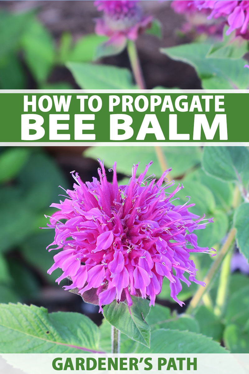 How To Propagate Bee Balm Gardener S Path