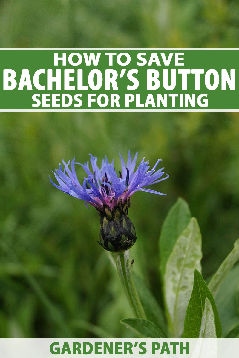 A vertical close up image of a lilac cornflower growing in the garden pictured on a green soft focus background. To the top and bottom of the frame is green and white text.