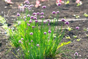 A close up of a clump of Allium schoenoprasum growing in the summer garden, pictured in bright sunshine, with green stalks and light purple flowers on a soft focus background.