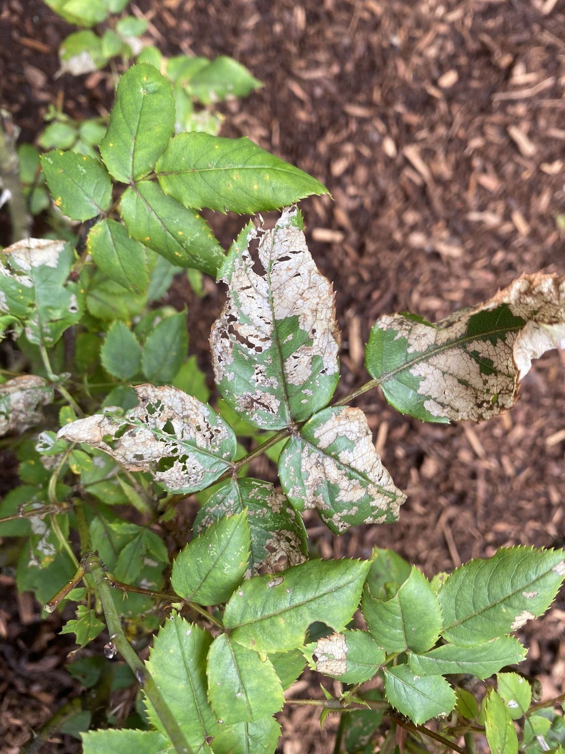 How to Identify and Treat Common Rose Diseases | Gardener’s Path