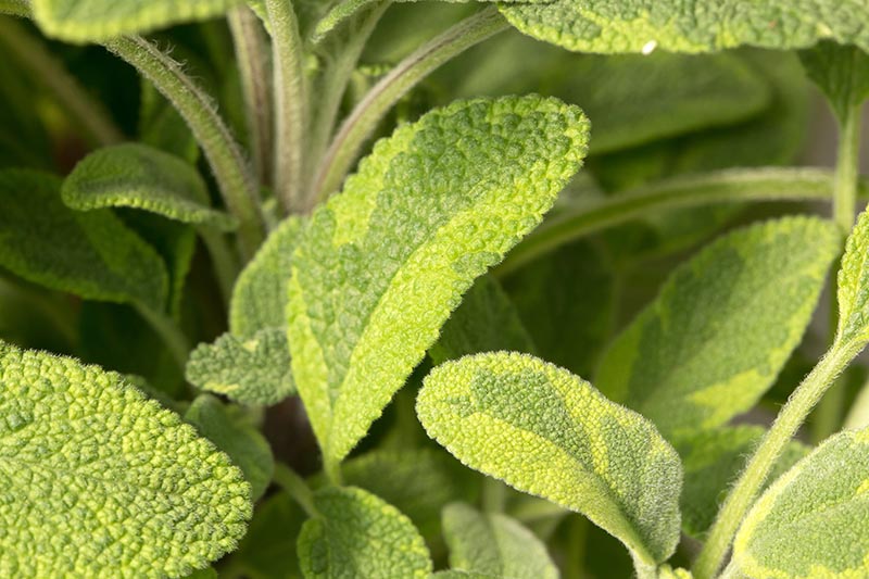 A close up of the variegated leaves of Salvia officinalis 'Icterina' pictured in light sunshine.