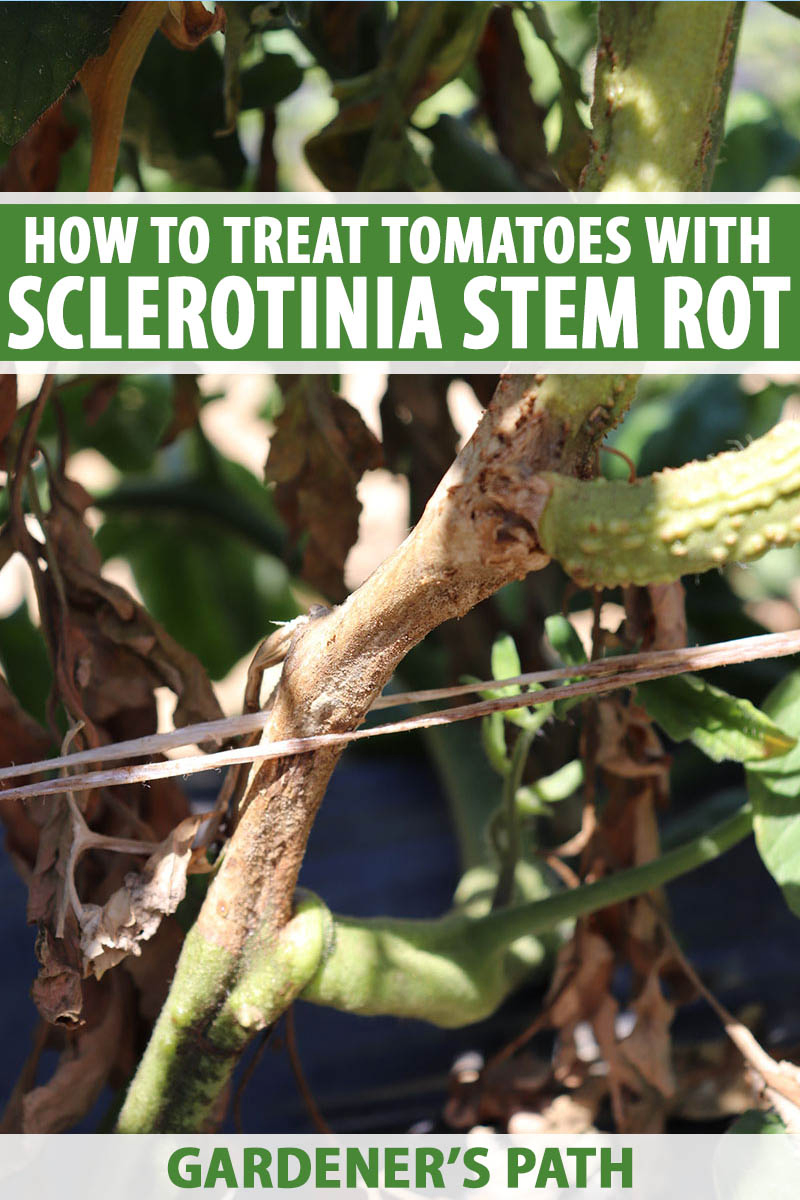 A vertical picture of a tomato plant suffering from sclerotinia stem rot pictured in bright sunshine with foliage in soft focus in the background.