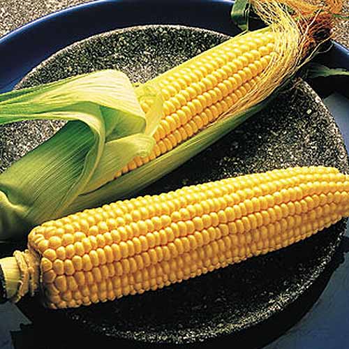 A close up square image of Zea mays 'Illini,' freshly harvested and set on a gray plate, with the husks pulled back to reveal the yellow kernels.