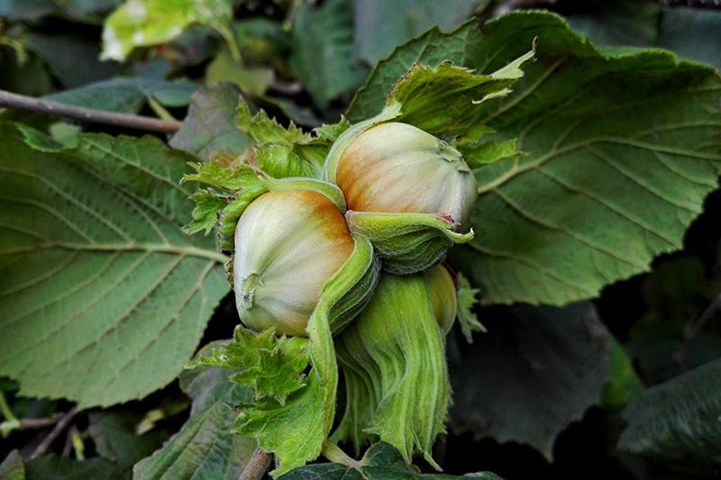 A close up, horizontal image of ripening cobnuts on the shrub, surrounded by foliage, pictured on a soft focus background.