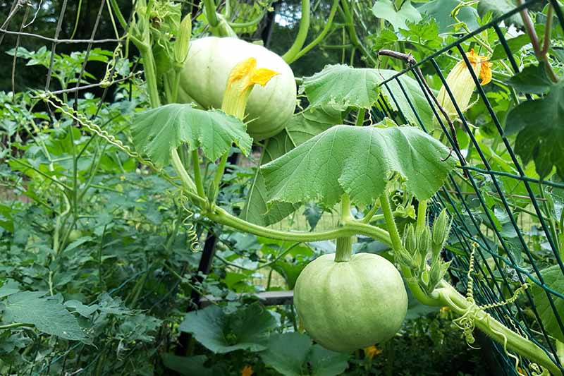 A close up of green, unripe 'Jarrahdale' squash growing in the garden, surrounded by foliage, with a low metal fence to the right of the frame.
