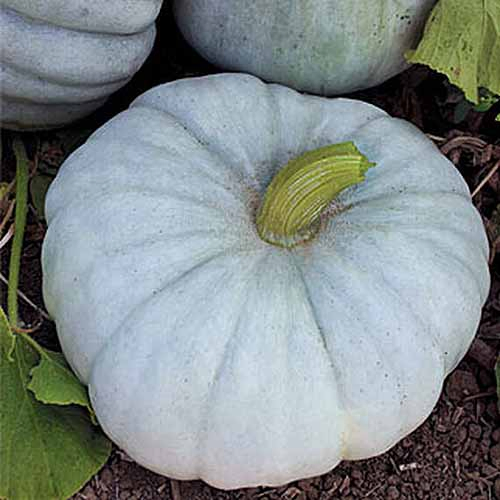 A close up of a 'Jarrahdale' squash with light colored skin set on the ground in the garden.