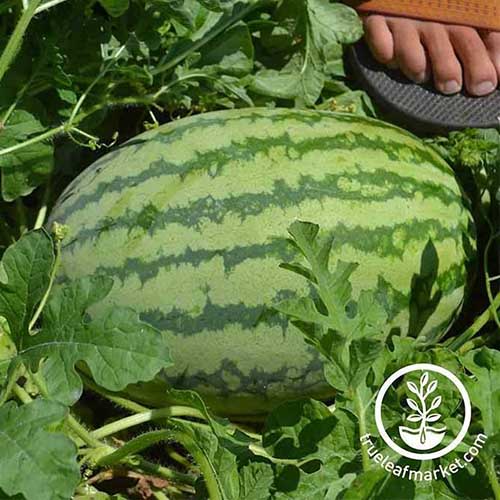 Watermelon ''Klondike Blue Ribbon'' ~30 Top Quality Seeds Sweet Extra Rare