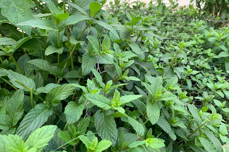 A close up of a large planting of Mentha spicata in the garden.