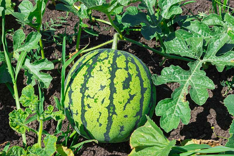 A close up of a ripening watermelon on the vine, with dark rich soil in the background, pictured in bright sunshine, surrounded by foliage.