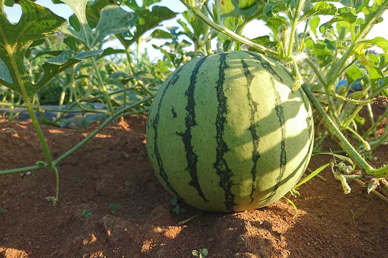 Charleston Gray Watermelon Grow Your Own Fruits Because It’s Easy & Satisfying 