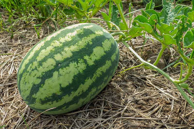 A horizontal image of a large watermelon developing on the vine, surrounded by straw mulch, with foliage in soft focus in the background.