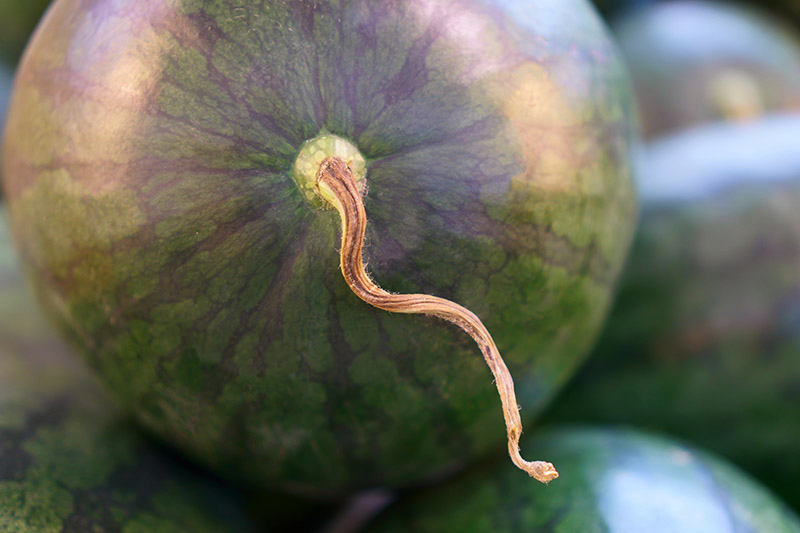 A close up horizontal image of a ripe watermelon with a little piece of dried stem still attached, pictured on a soft focus background.