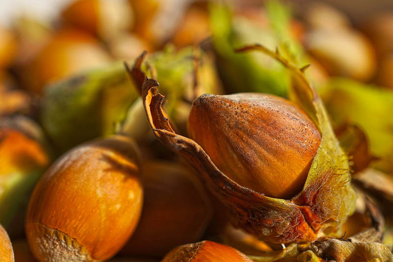 A close up horizontal image of freshly harvested cobnuts in the husks, pictured in light filtered sunshine on a soft focus background.