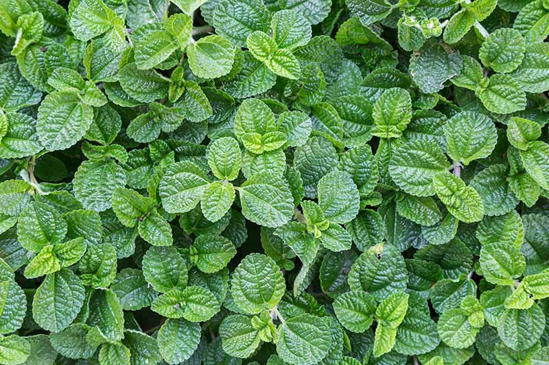A close up of the foliage of Mentha x piperita growing in the garden.