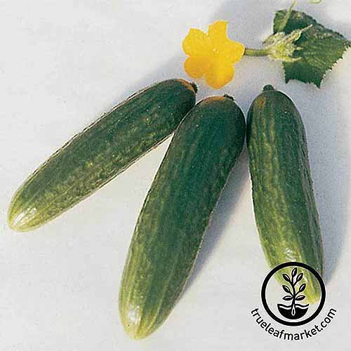 A close up of three Cucumis sativus 'Muncher' set on a white surface with a flower in the background. To the bottom right of the frame is a black circular logo with text.
