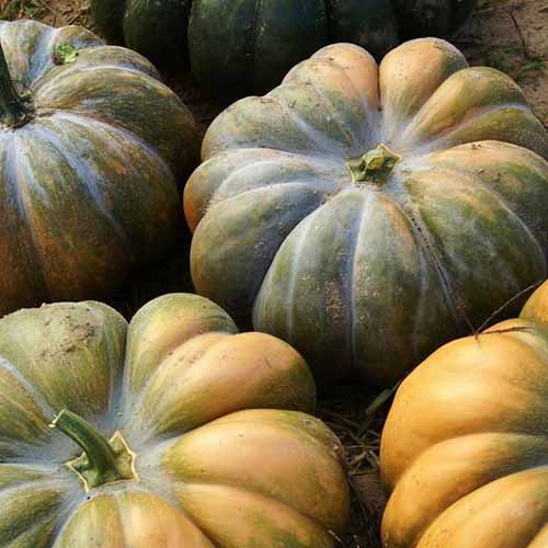 A close up of a pile of 'Musquee De Provence' squash with deeply ribbed skin on a soft focus background.