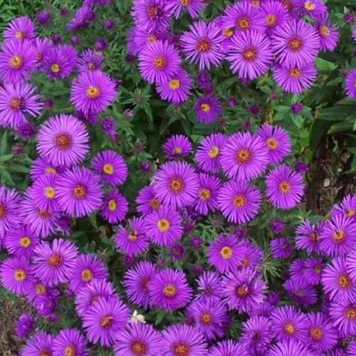 A close up of bright purple Symphyotrichum novae-angliae flowers with green foliage in soft focus in the background.