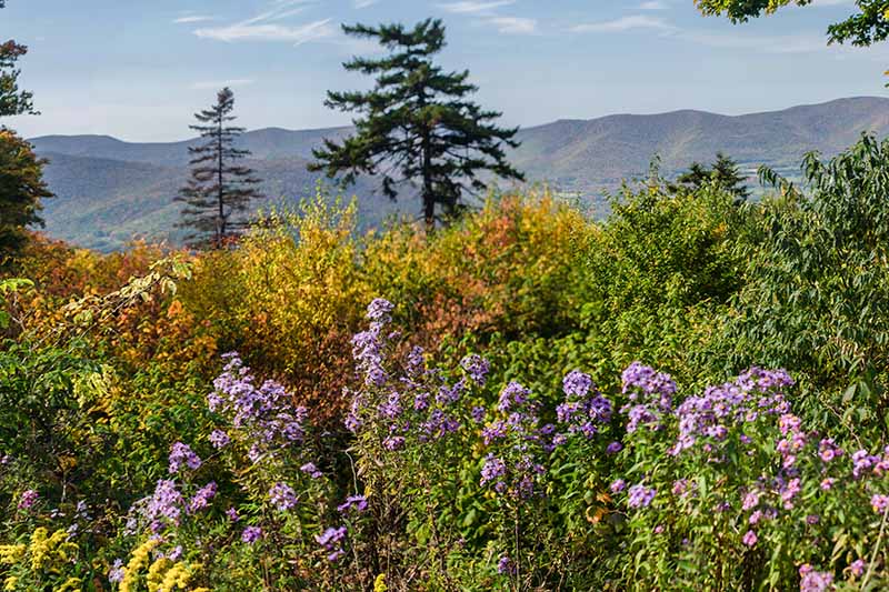 A swath of Symphyotrichum novae-angliae growing wild with light purple flowers. In the background are mountains and trees in soft focus.
