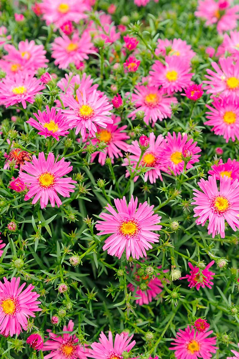A close up vertical picture of bright pink Symphyotrichum novi-belgii growing in the garden in late summer.