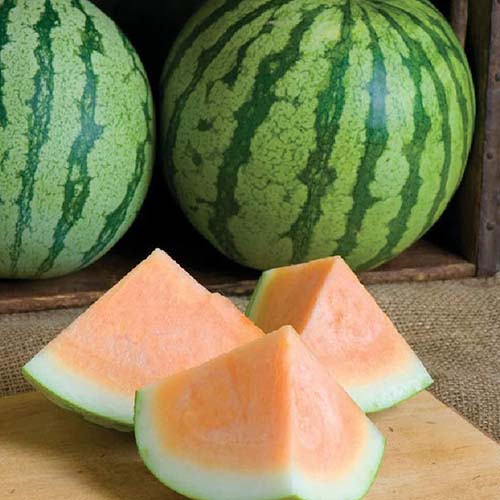 Buy 3 Get 1 FREE! 25-50-100-200 Mixed Green Blue Yellow White Watermelon Seeds 