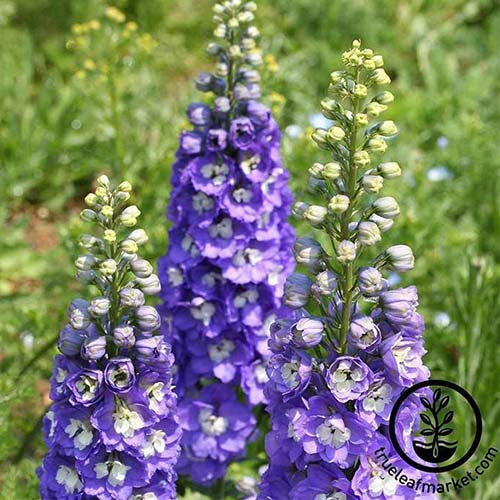 A close up of bright purple flowers of delphinium 'Blue Bird' pictured in bright sunshine. To the bottom right of the frame is a black circular logo and text.