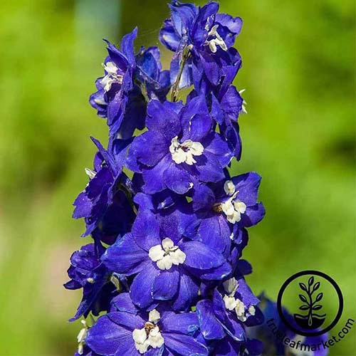 A close up of bright blue flowers of delphinium 'King Arthur' pictured in bright sunshine on a green soft focus background. To the bottom right of the frame is a black circular logo with text.