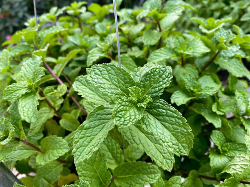 A close up of Mentha x piperita with bright green leaves and reddish stems growing outdoors in a raised garden bed.