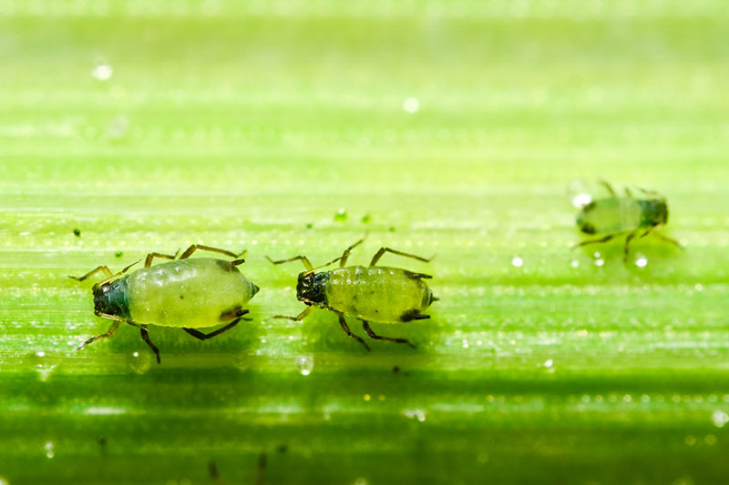 A close up of small green pests with black head and legs on a green leaf, pictured in bright sunshine.