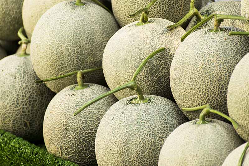 Horizontal image of ripe cantaloupe with tan netting and partially attached stems, stacked in a pile.
