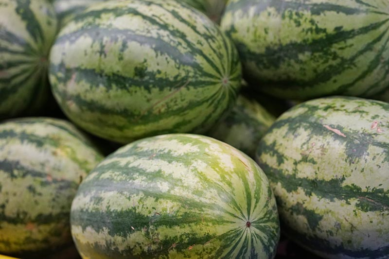A close up of a pile of freshly harvested, ripe melons with pale and dark green mottled skin.