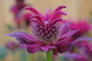 A close up of a pink bee balm flower growing in the garden, pictured on a soft focus background.