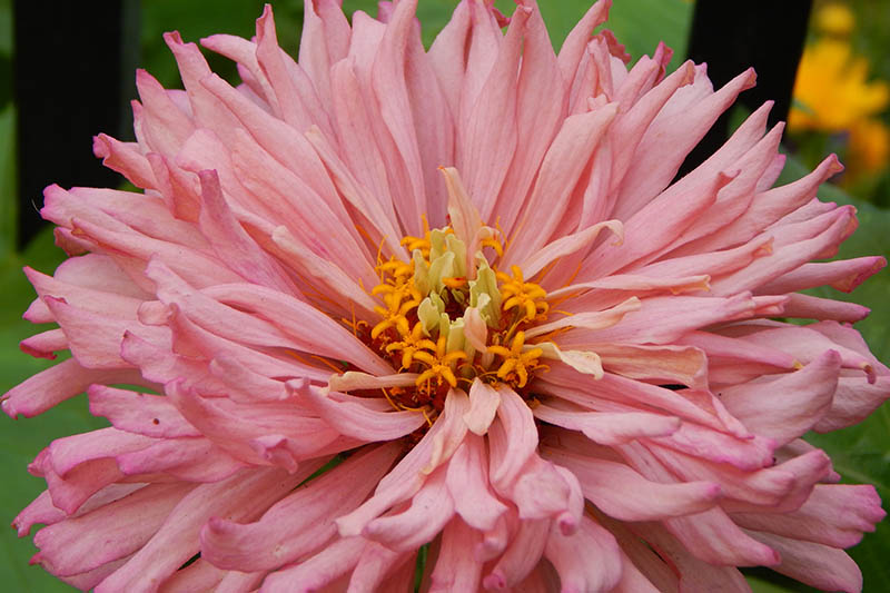 A close up of a pink cactus flowering zinnia pictured on a soft focus background.
