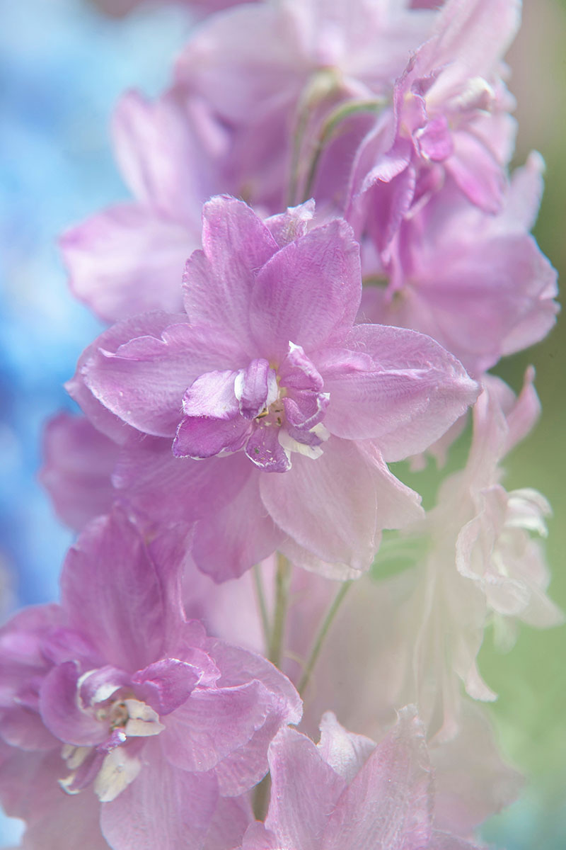 A vertical close up of a pink delphinium flower stalk pictured in bright sunshine on a soft focus background.