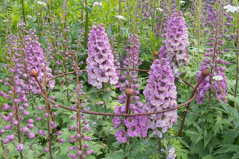 Pink delphiniums growing in the garden, supported by a rusty metal cage to keep them upright.